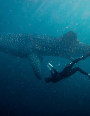 Freedive Nusa – Freediving School