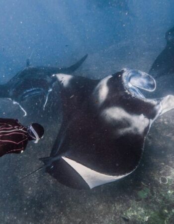 Freedive Nusa – Freediving School